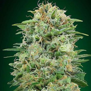 Семена конопли CBD White Widow Feminised
